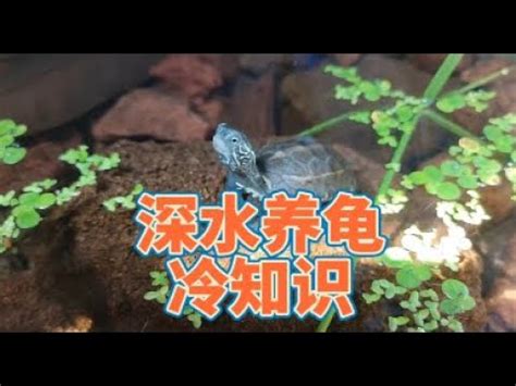 深水龜種類